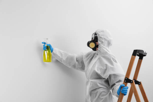 Best Mold Damage Restoration in Janesville, CA